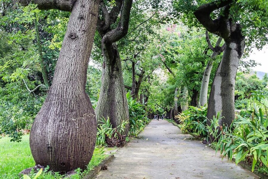 Palermo: Botanical Garden Entry Ticket and Palermo Audio App - Price and Value: What $12 Gets You (And What It Doesn’t)