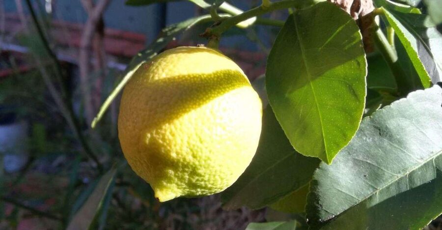 Palermo: Cooking and Limoncello Class - Cooking in a Real Home: The Santonocito Kitchen Moment