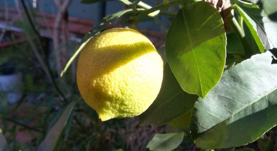 Palermo: Cooking and Limoncello Class - Capo Market Shopping: Where the Class Starts to Make Sense