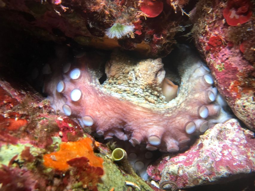 Palermo: Full-Day Snorkeling Boat Tour with Lunch and Wine - Final Mondello time and the long return cruise
