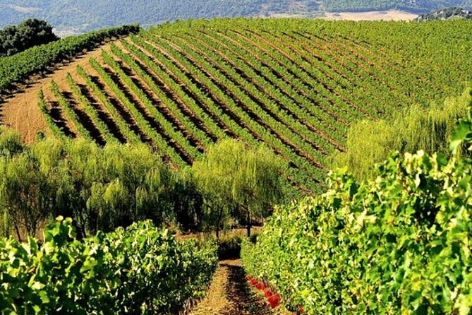 Sicilian Winery Tour with Wine Tasting from Palermo - Key highlights worth planning for