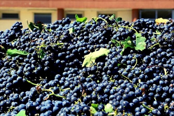Sicilian Winery Tour with Wine Tasting from Palermo - Price and value: what $216.74 includes (and why it can make sense)