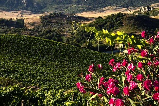 Sicilian Winery Tour with Wine Tasting from Palermo - Should you book? My honest take for Palermo wine lovers