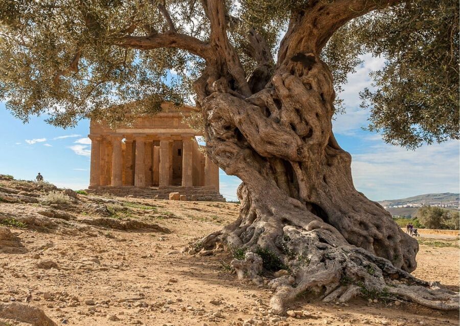 Valley of the Temples and Villa Romana Multi-Language Tour - Lunch and timing: how to handle an 11-hour day without stress
